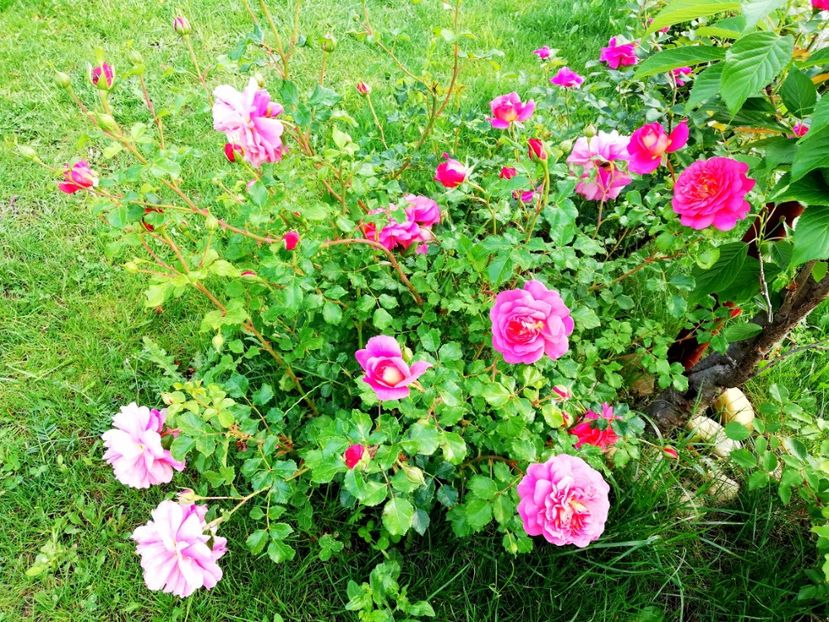  - Christopher Marlowe