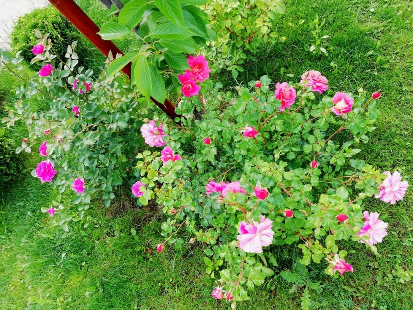  - Christopher Marlowe