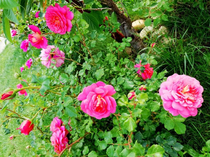  - Christopher Marlowe