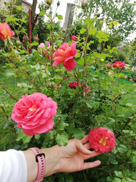  - Christopher Marlowe