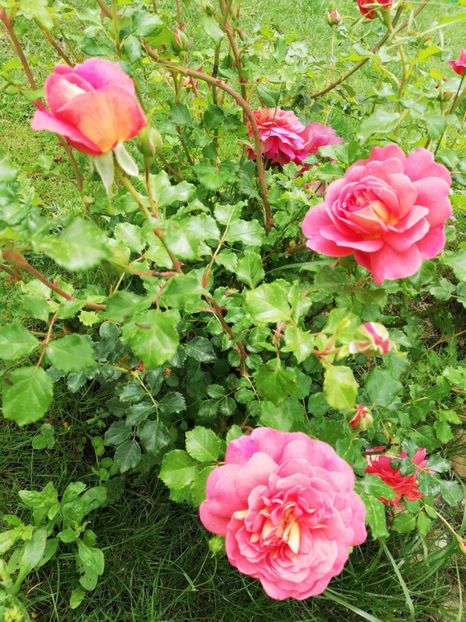  - Christopher Marlowe