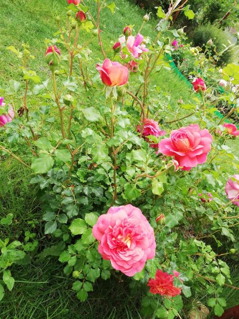  - Christopher Marlowe