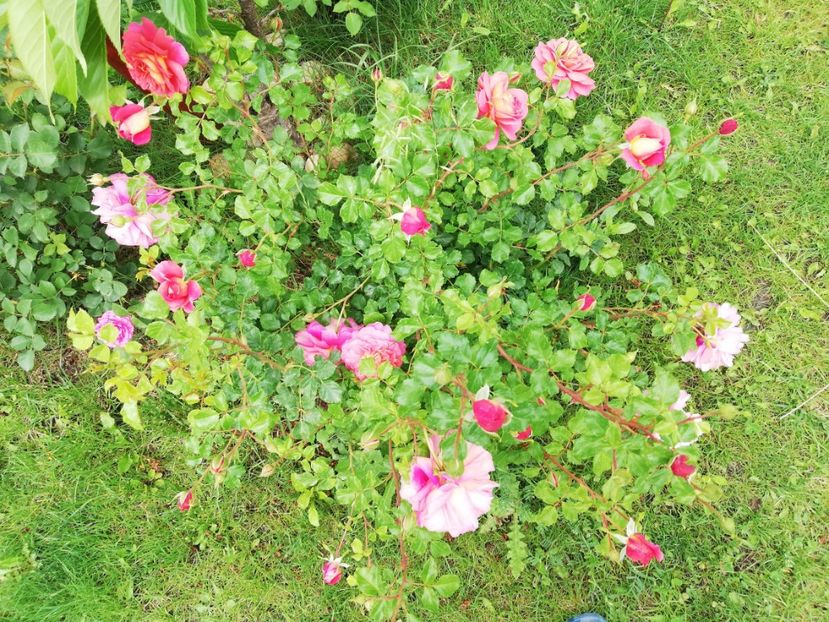  - Christopher Marlowe