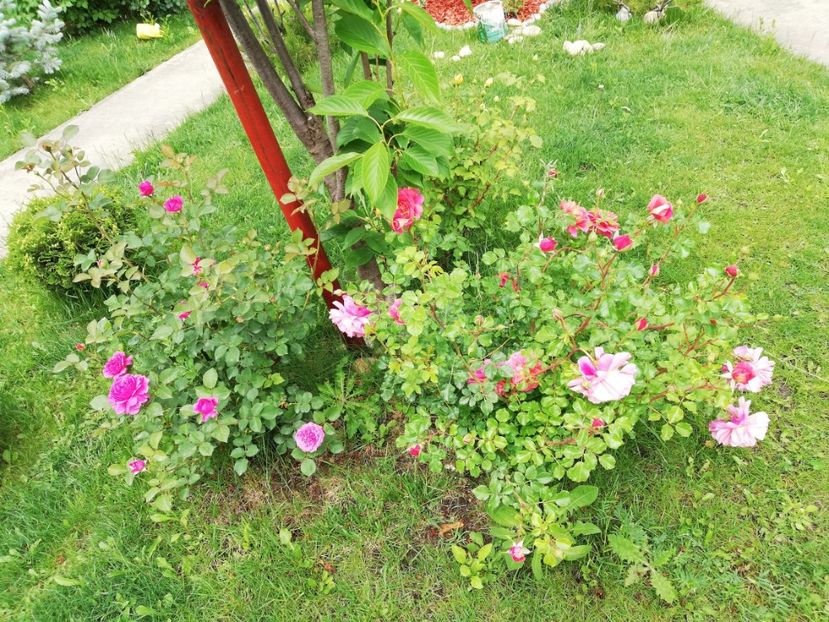  - Christopher Marlowe