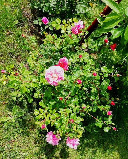  - Christopher Marlowe