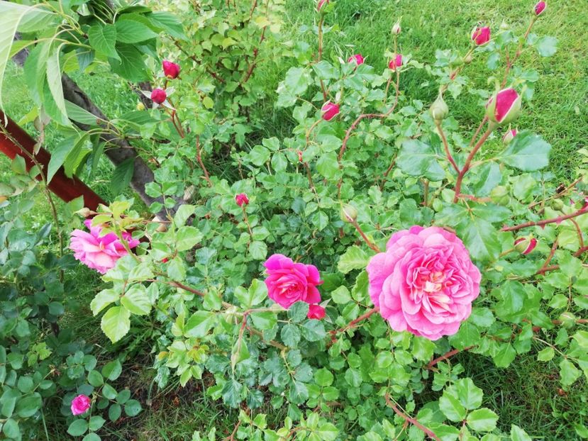  - Christopher Marlowe