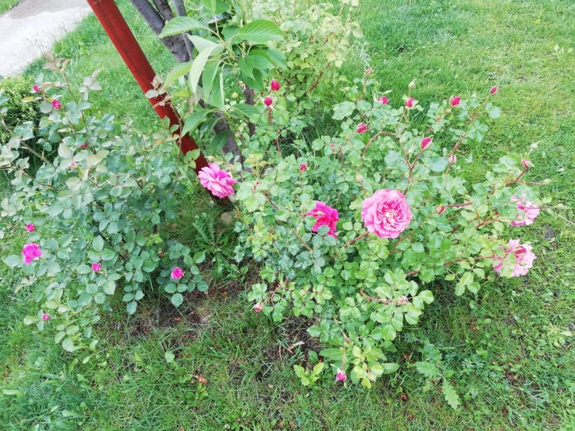  - Christopher Marlowe