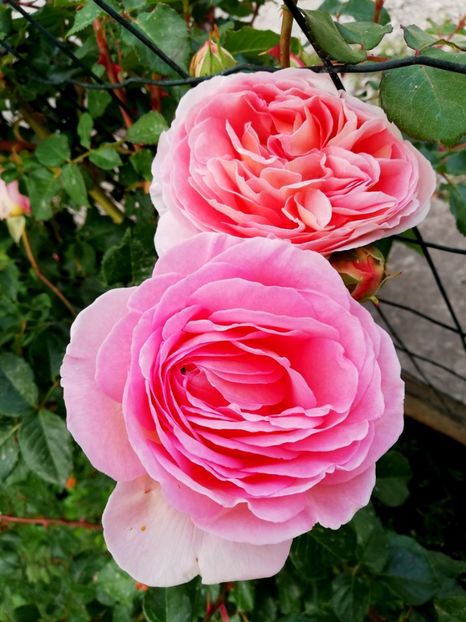  - Abraham Darby