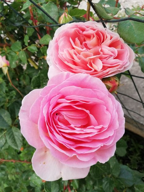  - Abraham Darby