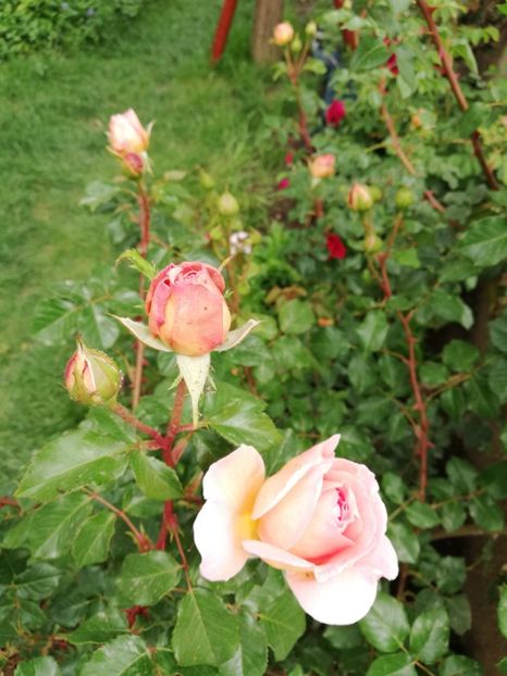  - Abraham Darby