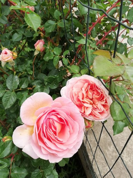  - Abraham Darby
