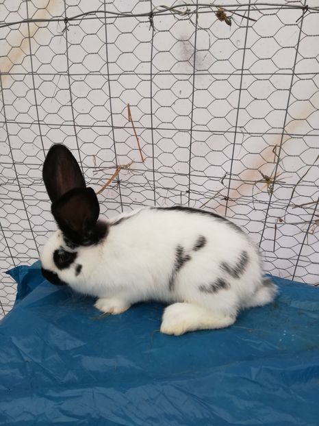  - Pui urias pestrit german