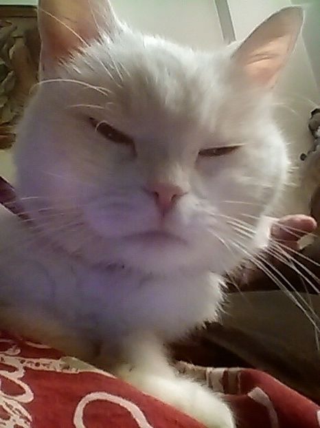  - 0 IN AMINTIREA POXICUTEI