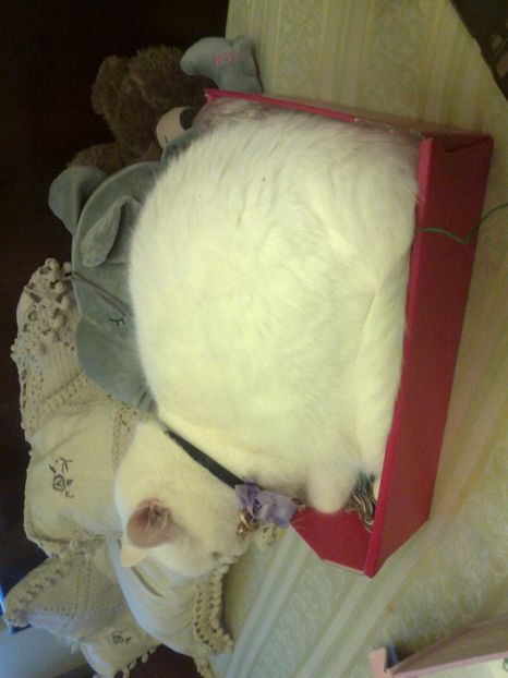 Fotografie3542 - 0 IN AMINTIREA POXICUTEI