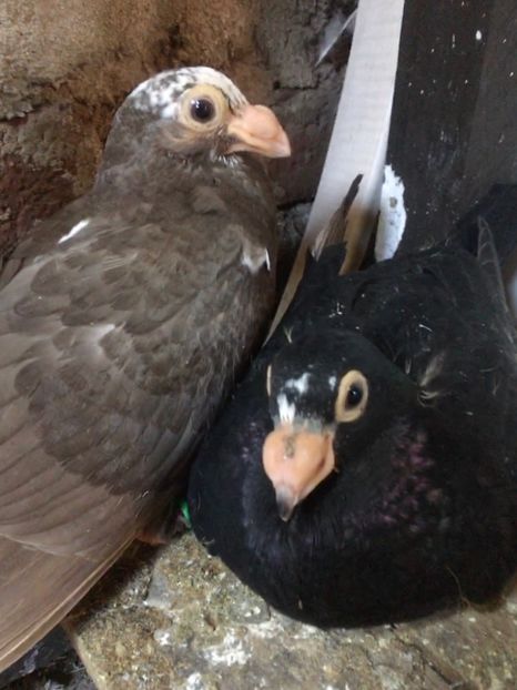 Ciocolatiu P5/ Negru P4 - Pui 2020