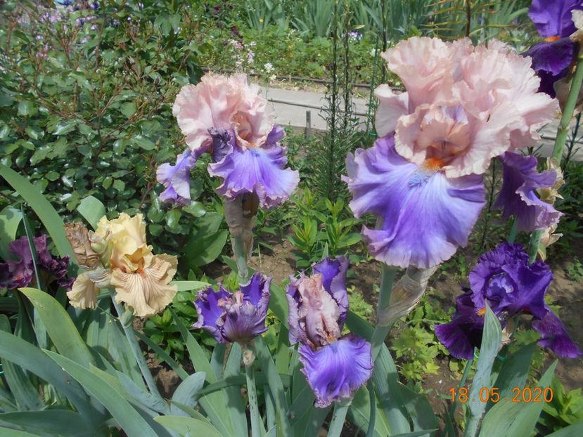 Florentine Silk - 1Irisi 2020