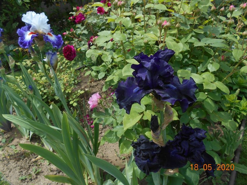 Gypsy Lord si Obsidian - 1Irisi 2020