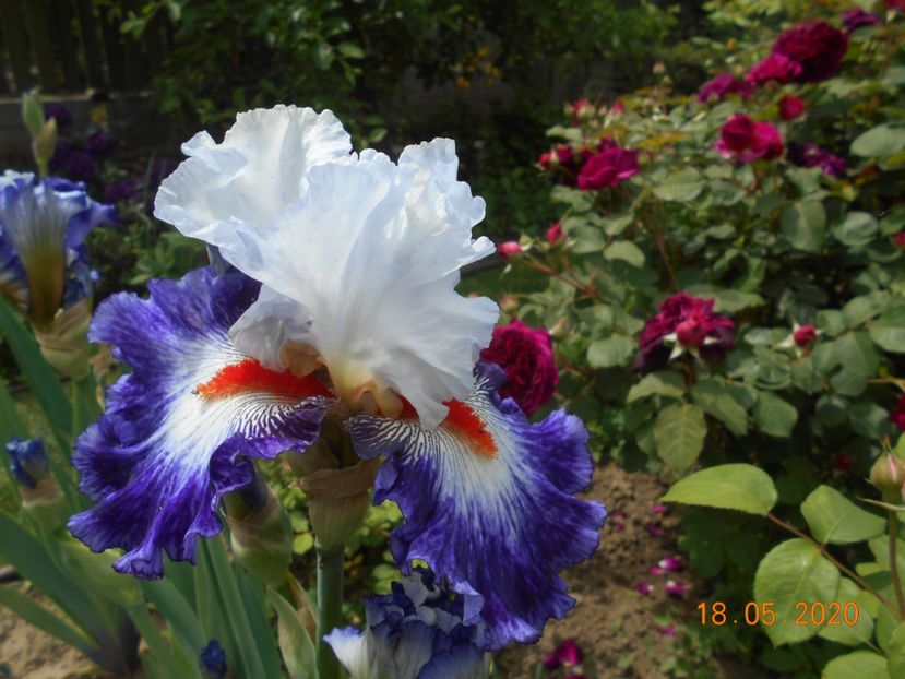 Gypsy Lord - 1Irisi 2020