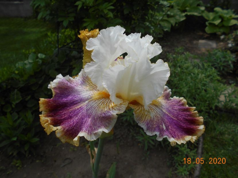 Sordid Lives - 1Irisi 2020