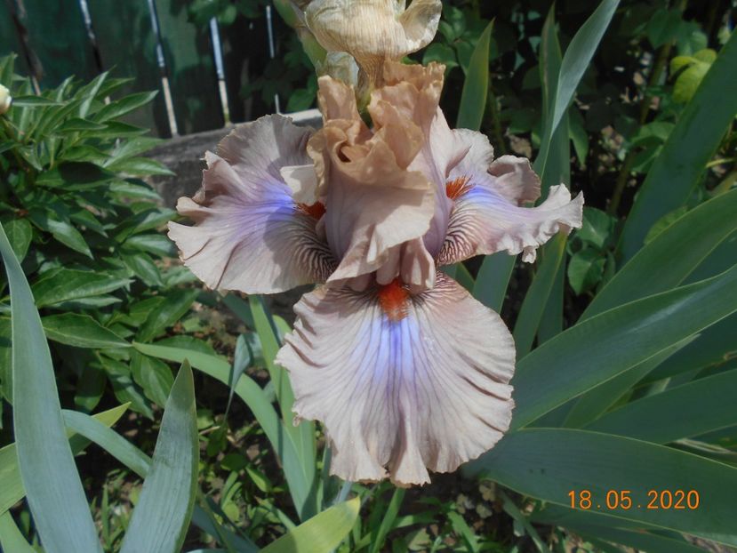 Coffe Trader - 1Irisi 2020