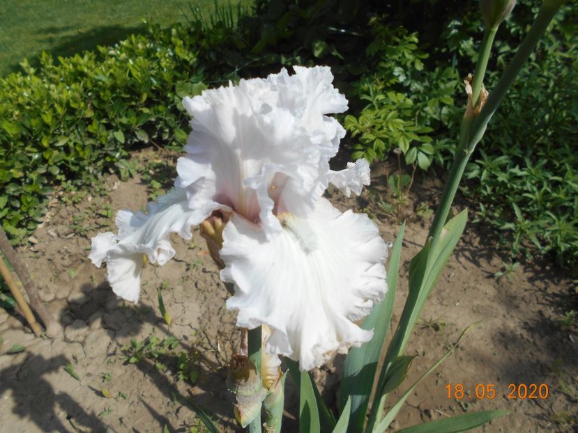 Venetian Glass - 1Irisi 2020