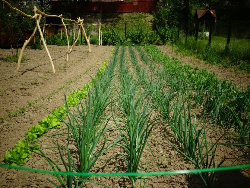  - Patakmenti-Hóstát kis gazdaság