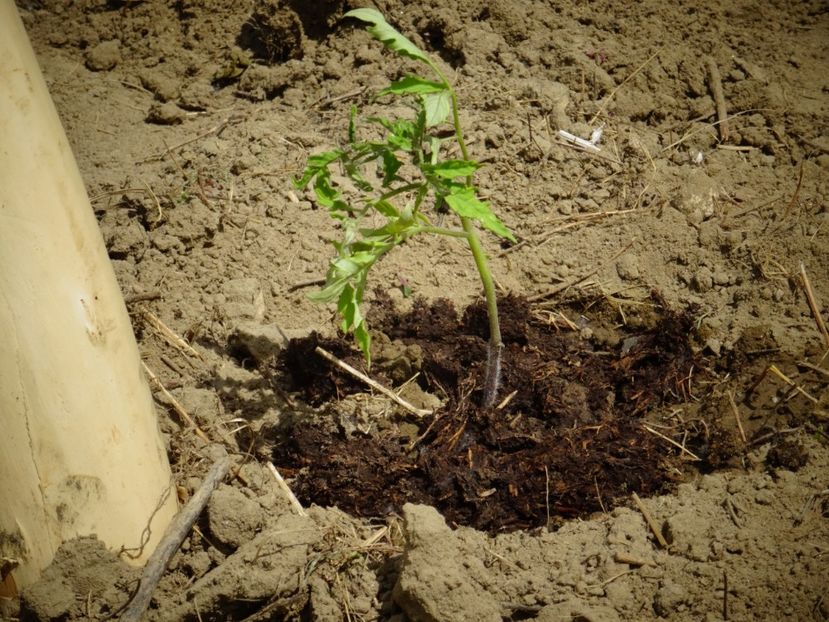  - Patakmenti-Hóstát kis gazdaság