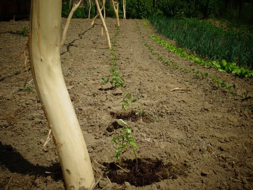  - Patakmenti-Hóstát kis gazdaság