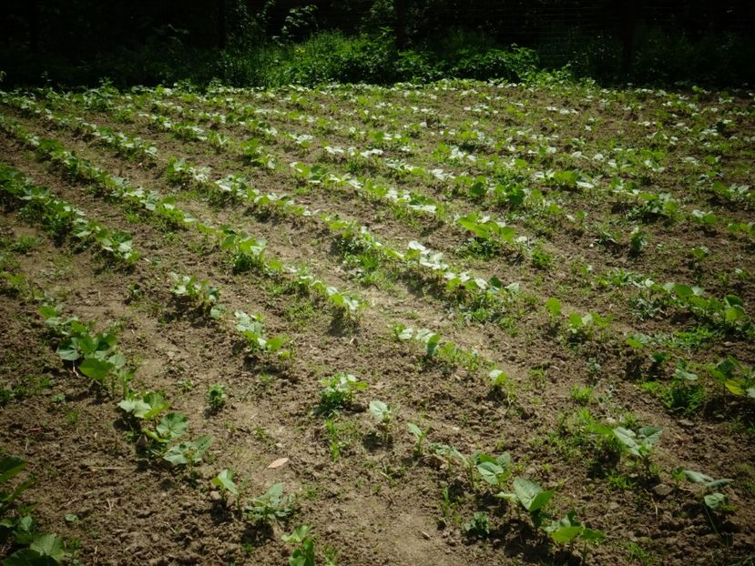  - Patakmenti-Hóstát kis gazdaság