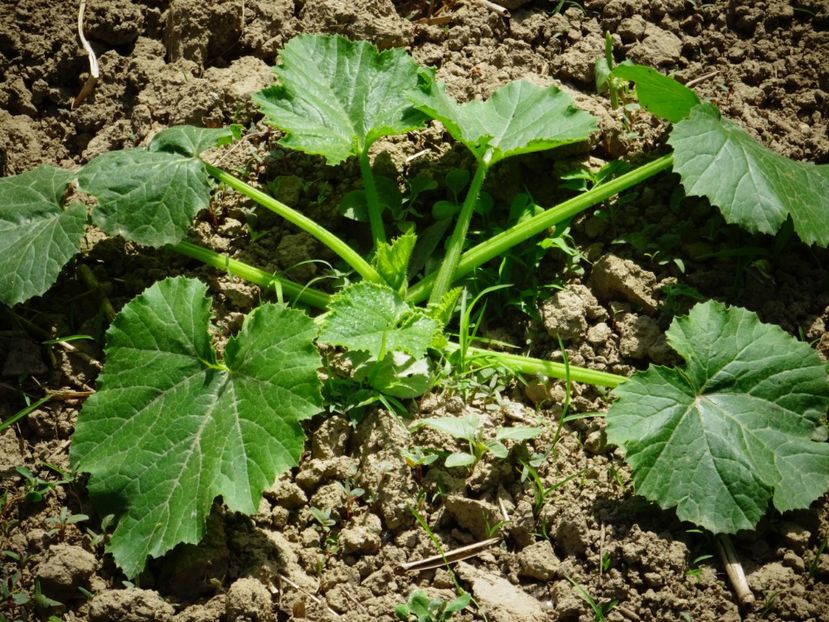  - Patakmenti-Hóstát kis gazdaság