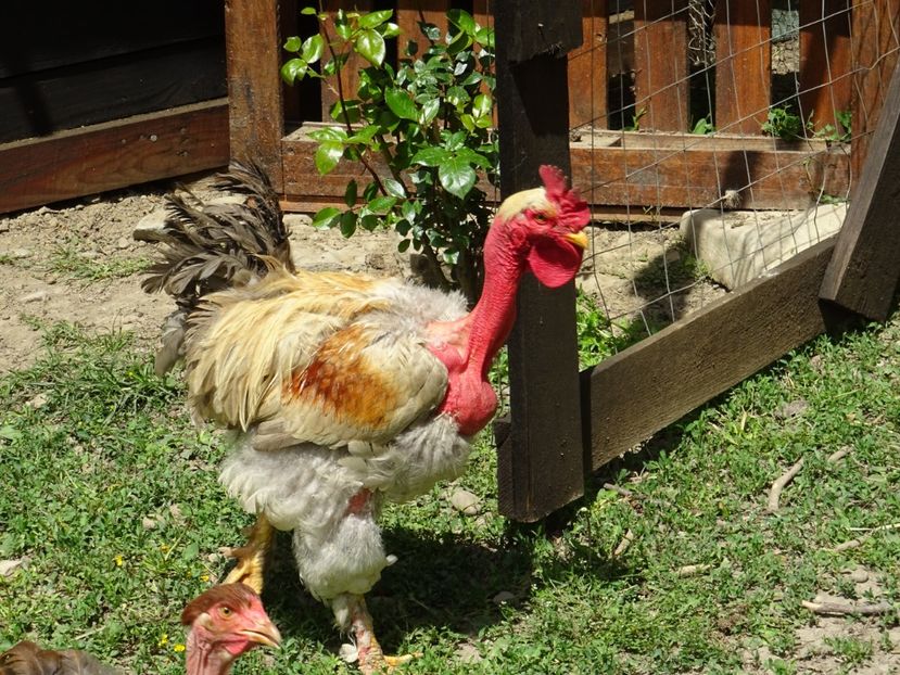  - Patakmenti-Hóstát kis gazdaság