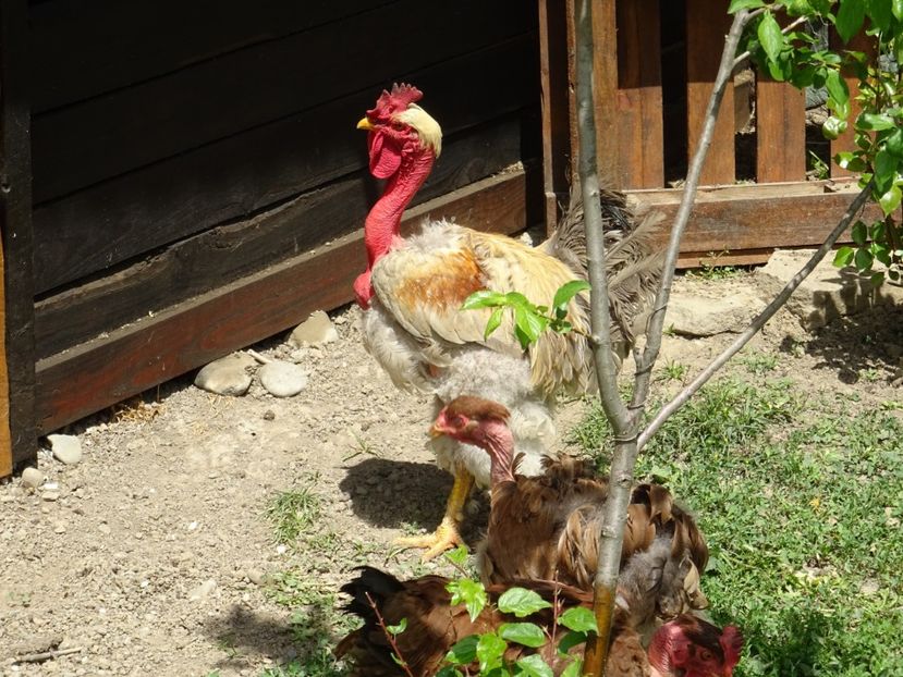  - Patakmenti-Hóstát kis gazdaság