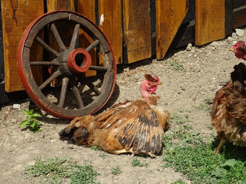  - Patakmenti-Hóstát kis gazdaság