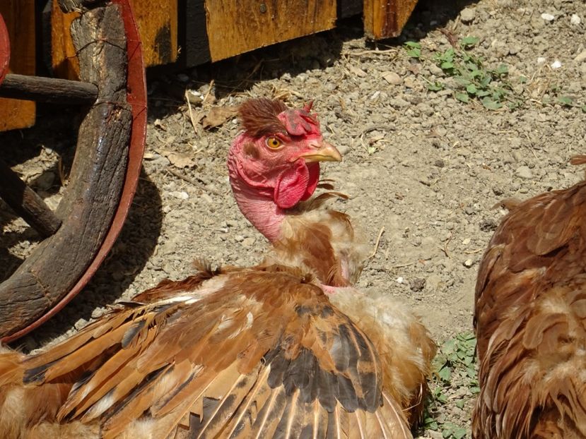  - Patakmenti-Hóstát kis gazdaság