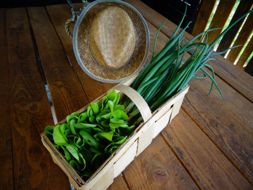  - Patakmenti-Hóstát kis gazdaság