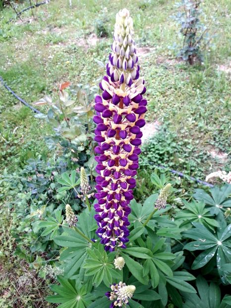  - AAAAA_LUPIN 2015_2017_2018_2019_2020