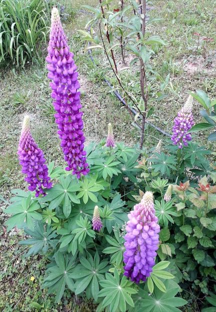  - AAAAA_LUPIN 2015_2017_2018_2019_2020
