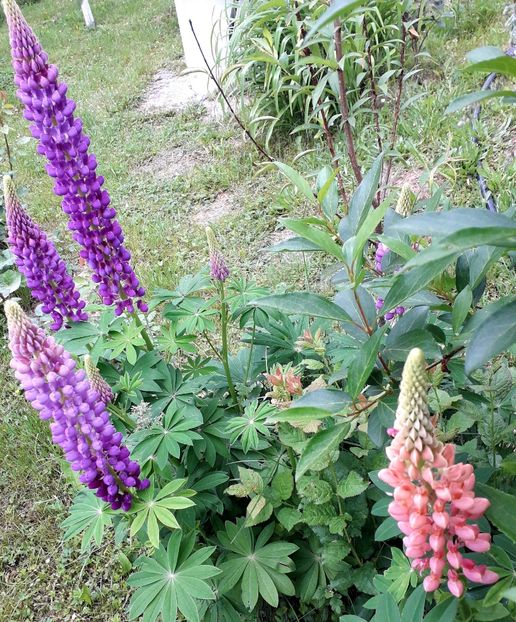  - AAAAA_LUPIN 2015_2017_2018_2019_2020