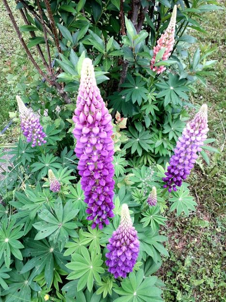  - AAAAA_LUPIN 2015_2017_2018_2019_2020