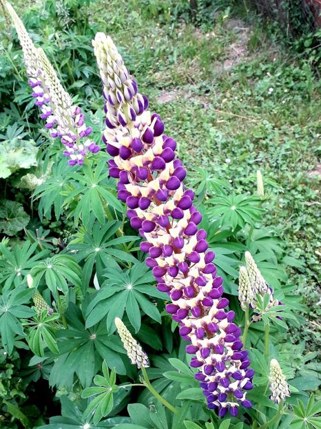  - AAAAA_LUPIN 2015_2017_2018_2019_2020