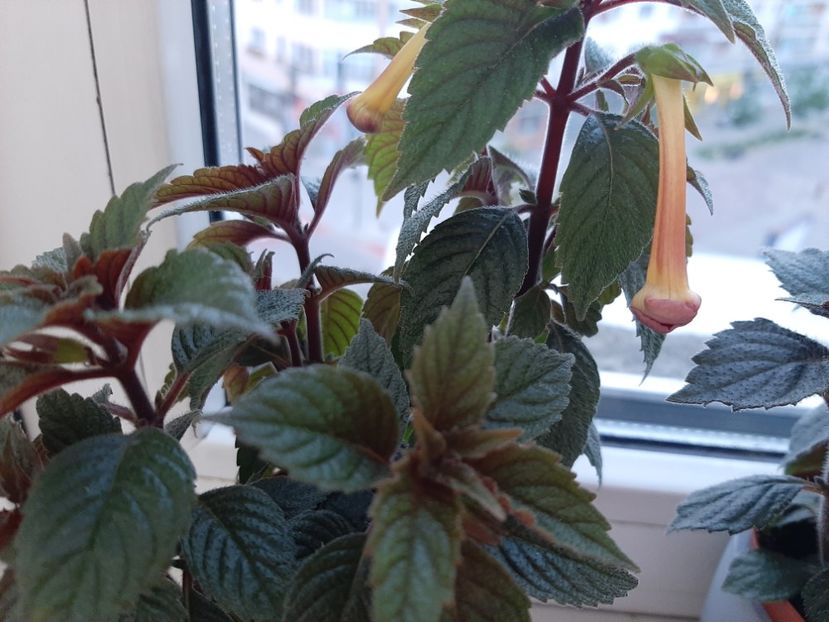  - achimenes-primele incercari