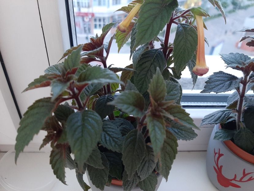  - achimenes-primele incercari