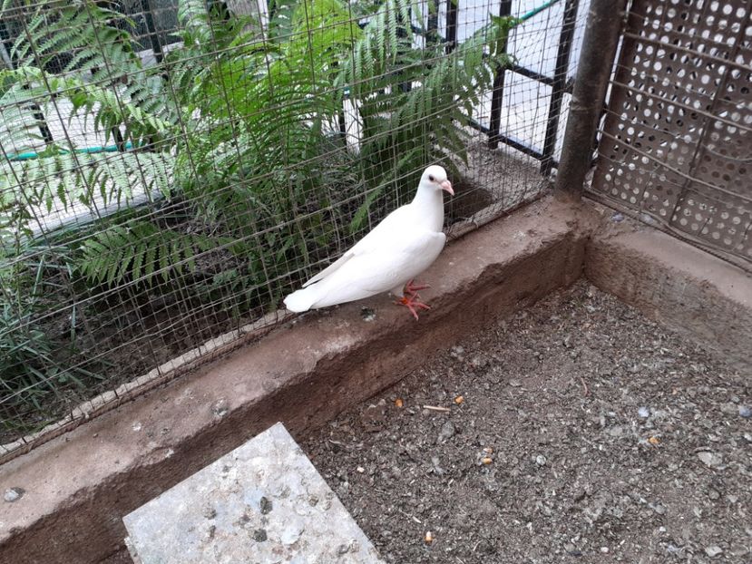  - Porumbei de vînzare 2020