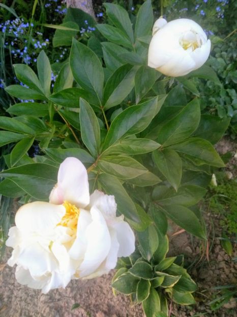 bridal shower - Bujori 2020