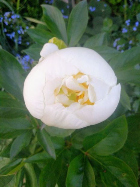 bridal shower - Bujori 2020