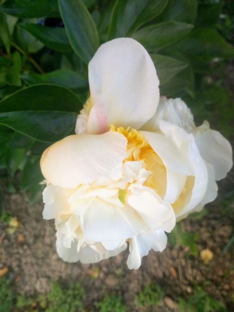 bridal shower - Bujori 2020