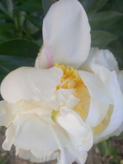 bridal shower - Bujori 2020