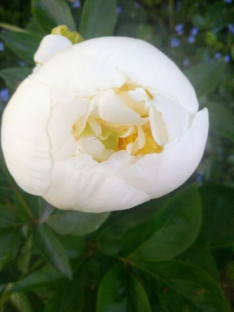 bridal shower - Bujori 2020