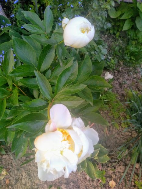 bridal shower - Bujori 2020