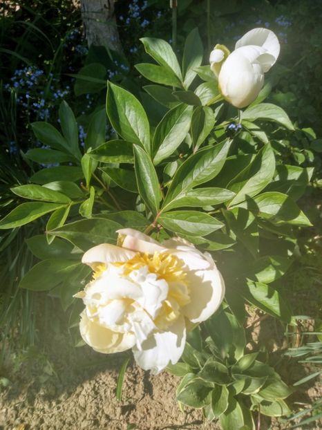 bridal shower in soare - Bujori 2020